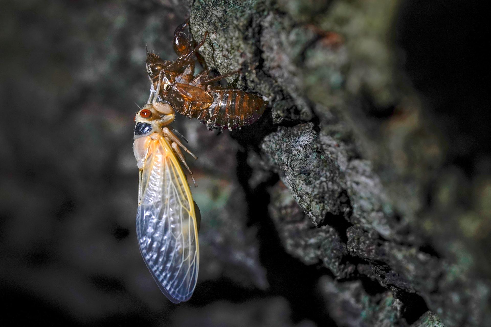 An adult cicada rests after shedding its nymphal skin, on the bark of an an oak tree early Wednesday, May 5, 2021, on the University of Maryland campus in College Park, Maryland.