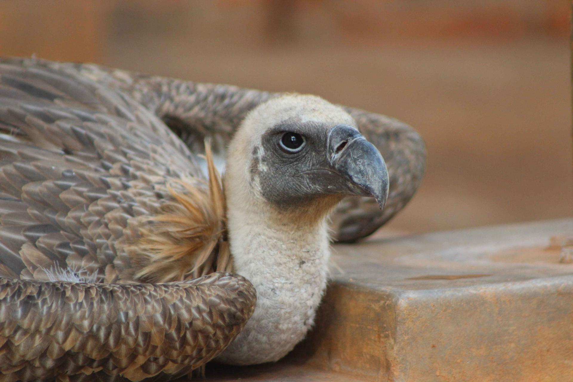 “Judge,” a white-back vulture found in the wild as a fledgling by Victoria Falls Wildlife Trust cannot fly due to its deformed wing.