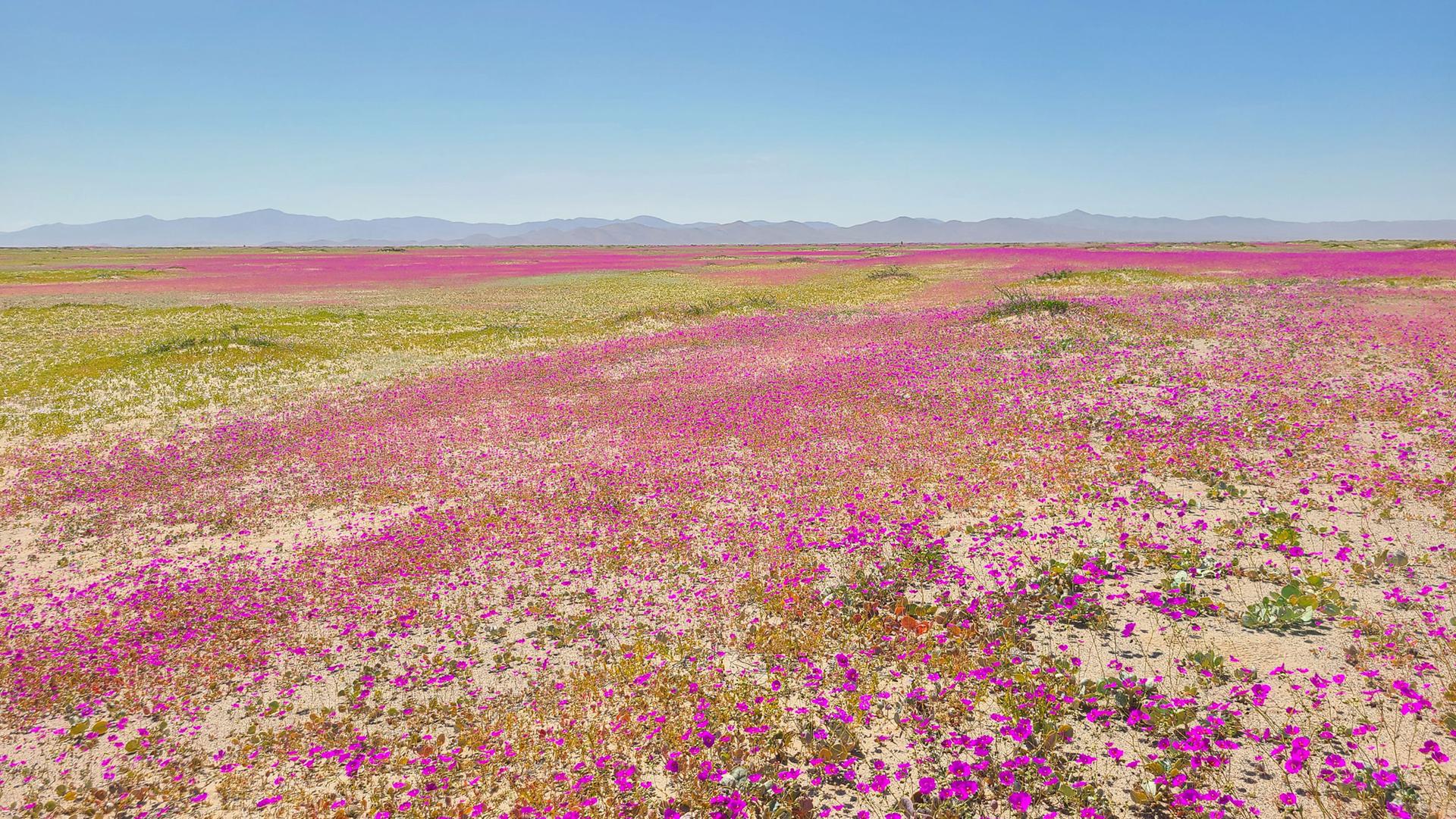 Fields of pata de guanaco flowers bloom across the Atacama Desert in northern Chile.