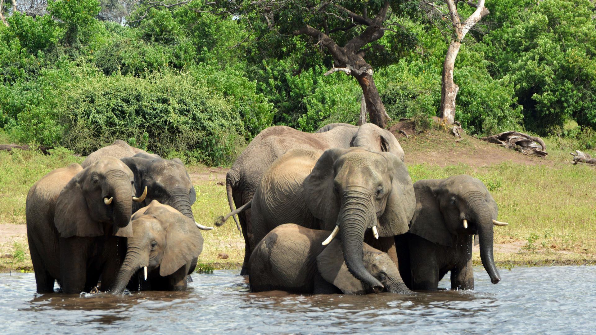 Elephants in the Chobe National Park in Botswana on March 3, 2013. 