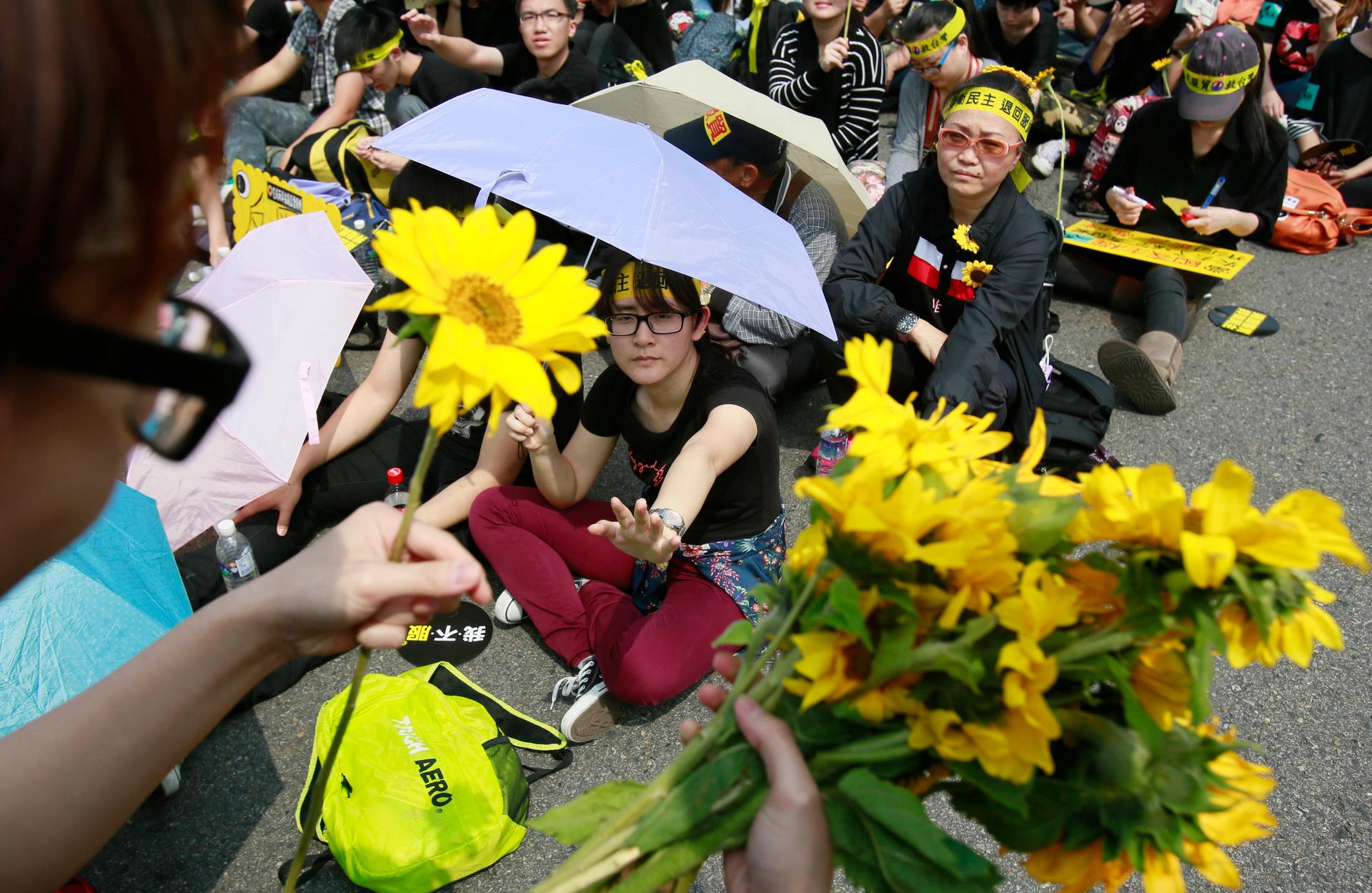 Protesters distribute sunflowers during a massive protest denouncing the controversial China Taiwan trade pact in front of the Presidential Building in Taipei, Taiwan, Sunday, March 30, 2014.
