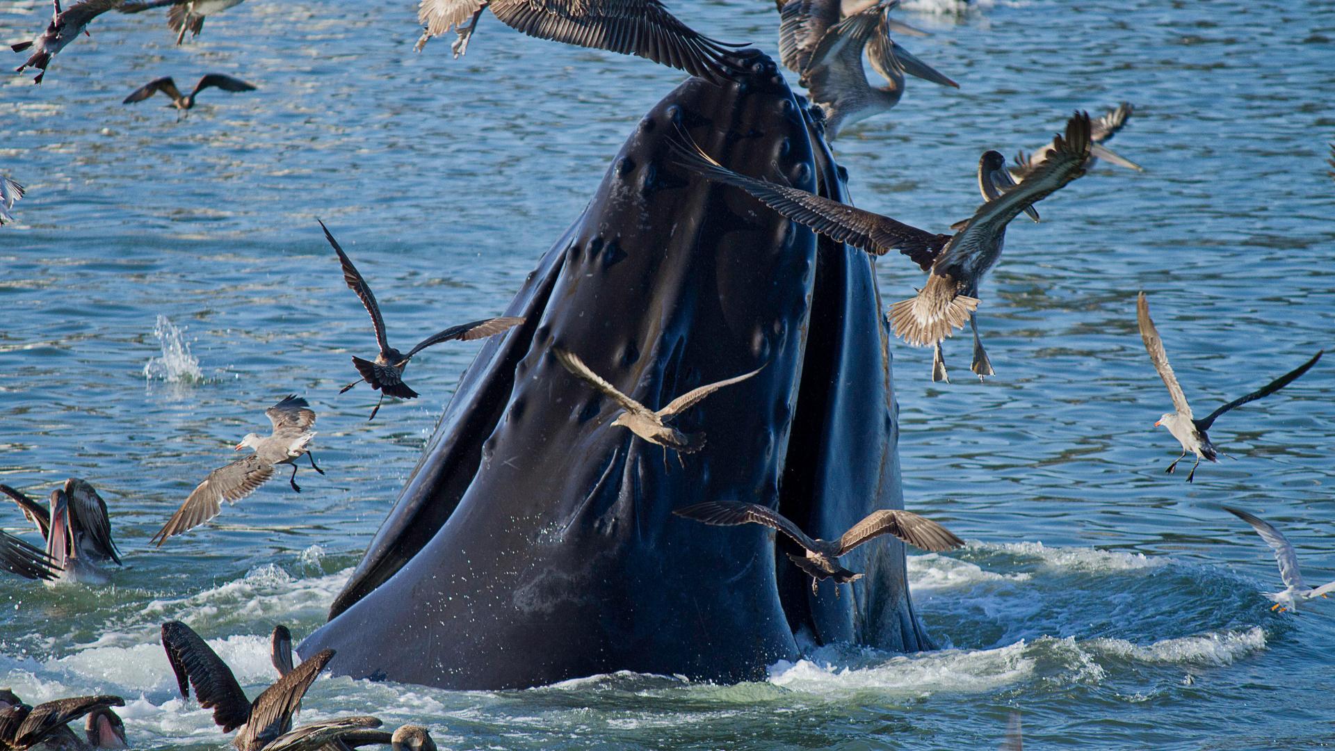 A humpback whale surfacing from the water surrounded by seagulls