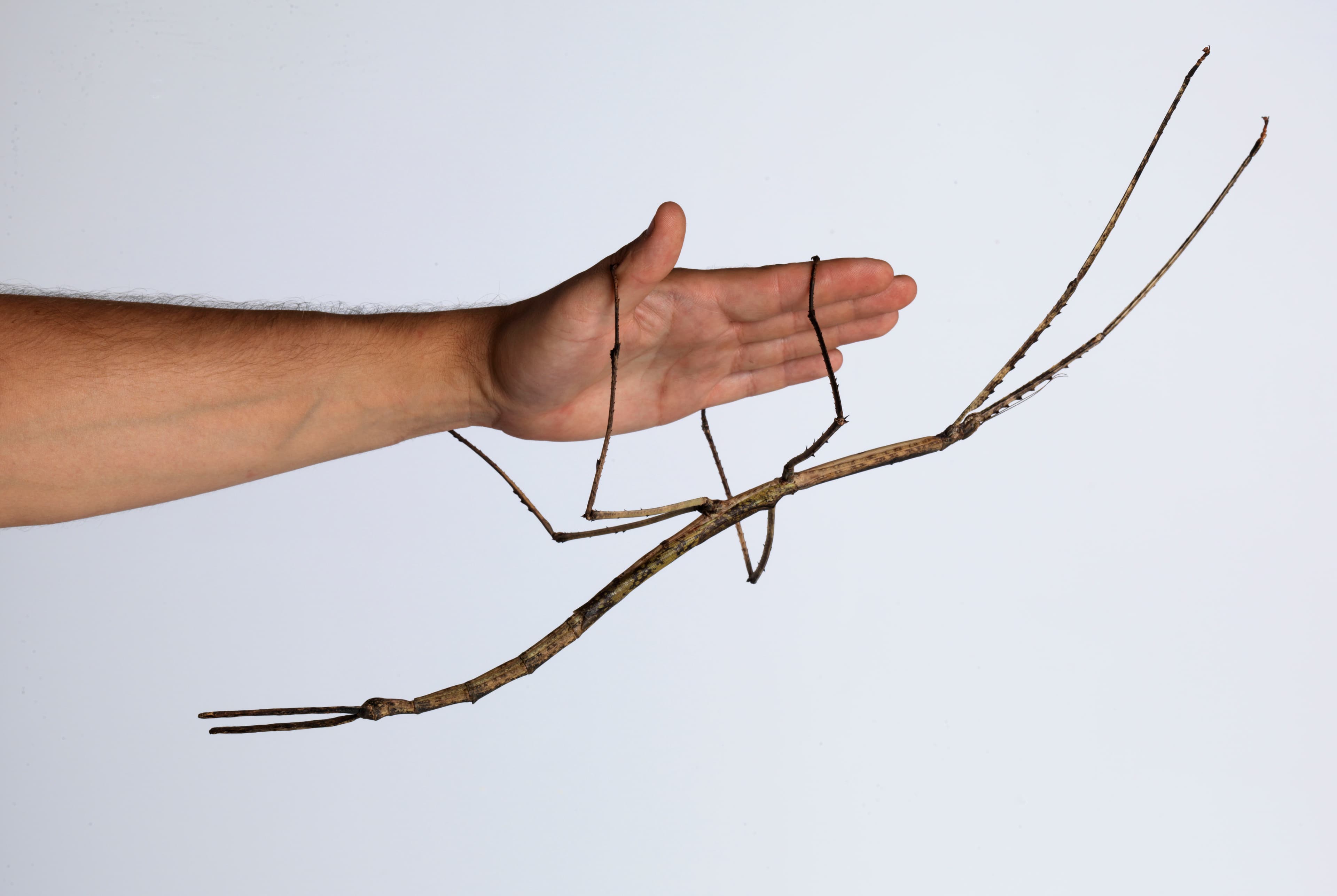 An adult female "Ctenomorpha gargantua" from the first captive-reared generation, measuring 56.5 cm in total length.