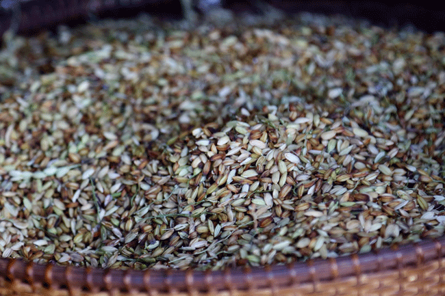 seed farmers 9