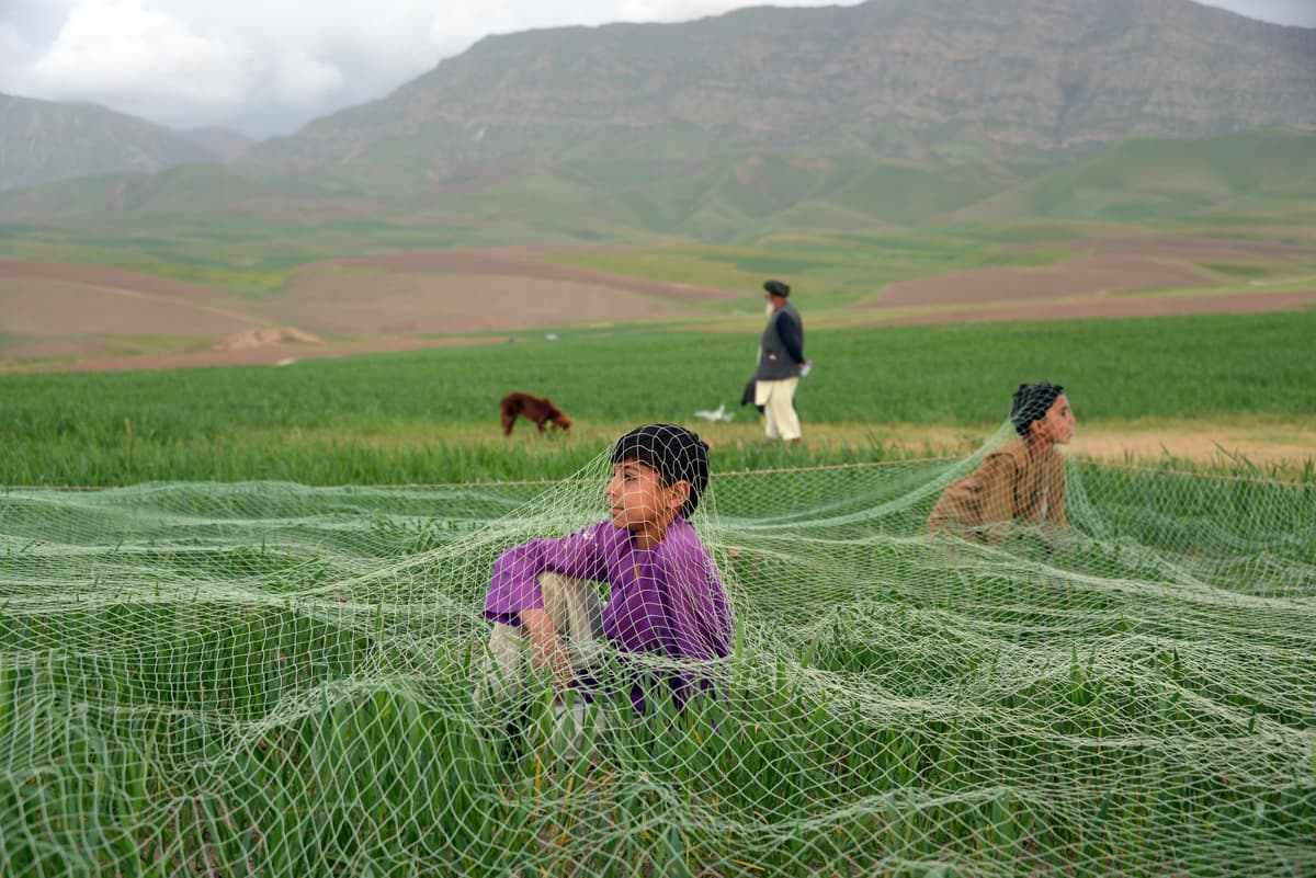 Afghan villagers sit under a net in a field on the outskirts of Mazar-i-Sharif as they try to catch quail for fighting purposes in April 2014. Quail fighting, a centuries-old tradition, was banned under the rule of the Taliban at the end of of the last de