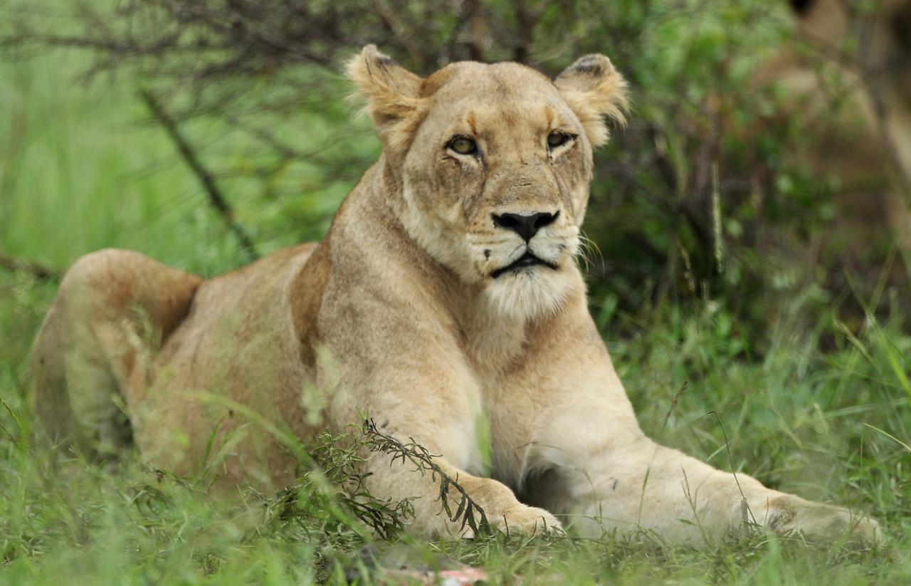 Lioness in the rain фото