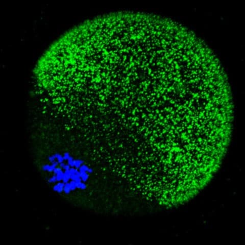How an egg stores zinc