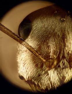 close-up of the Saharan silver ant