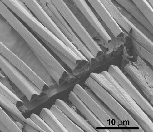 magnified cross section of Saharan silver ant hairs