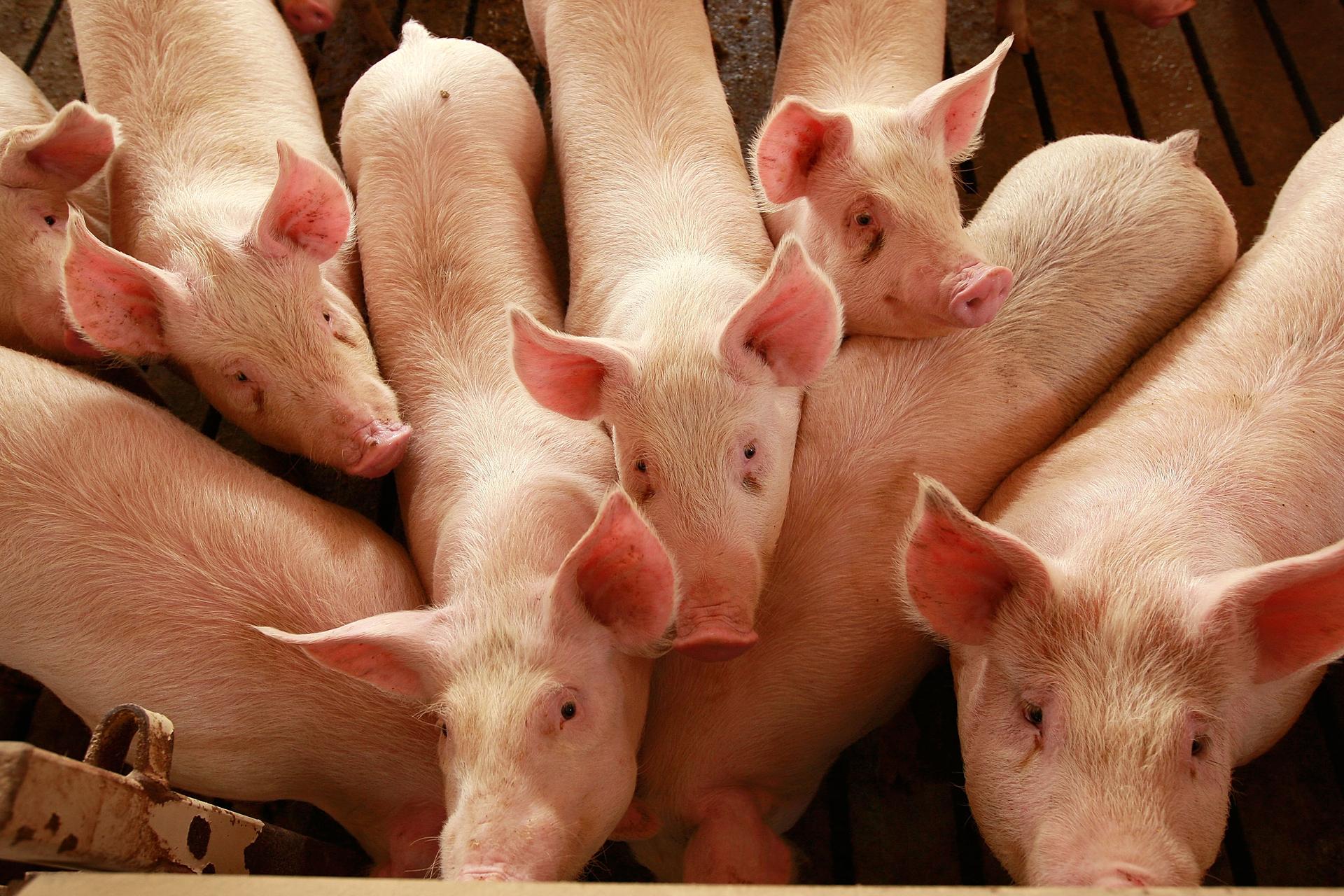 Среди свиней. Животноводство свиноводство. Много свиней. Стадо свиней. Стая свиней.