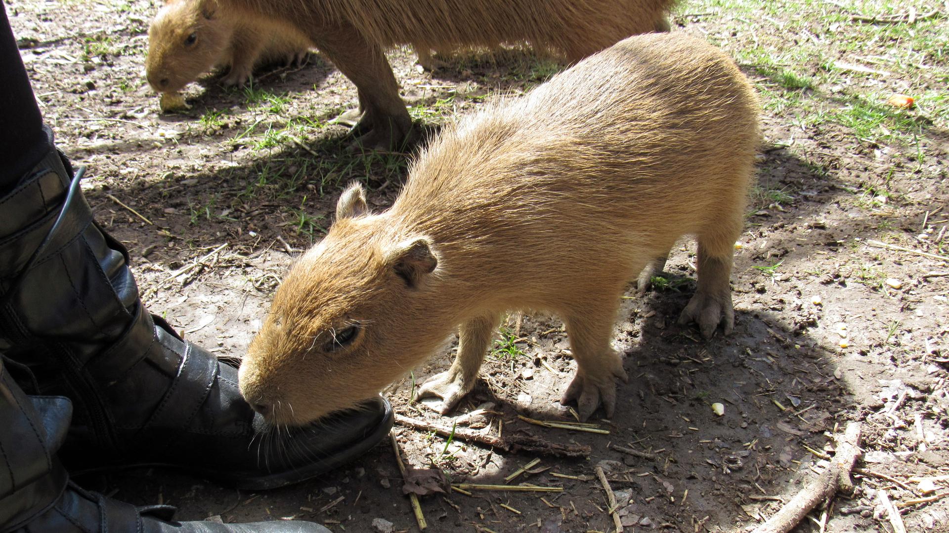 A capybara baby gnawing on reporter Andrea Crossan's boot.