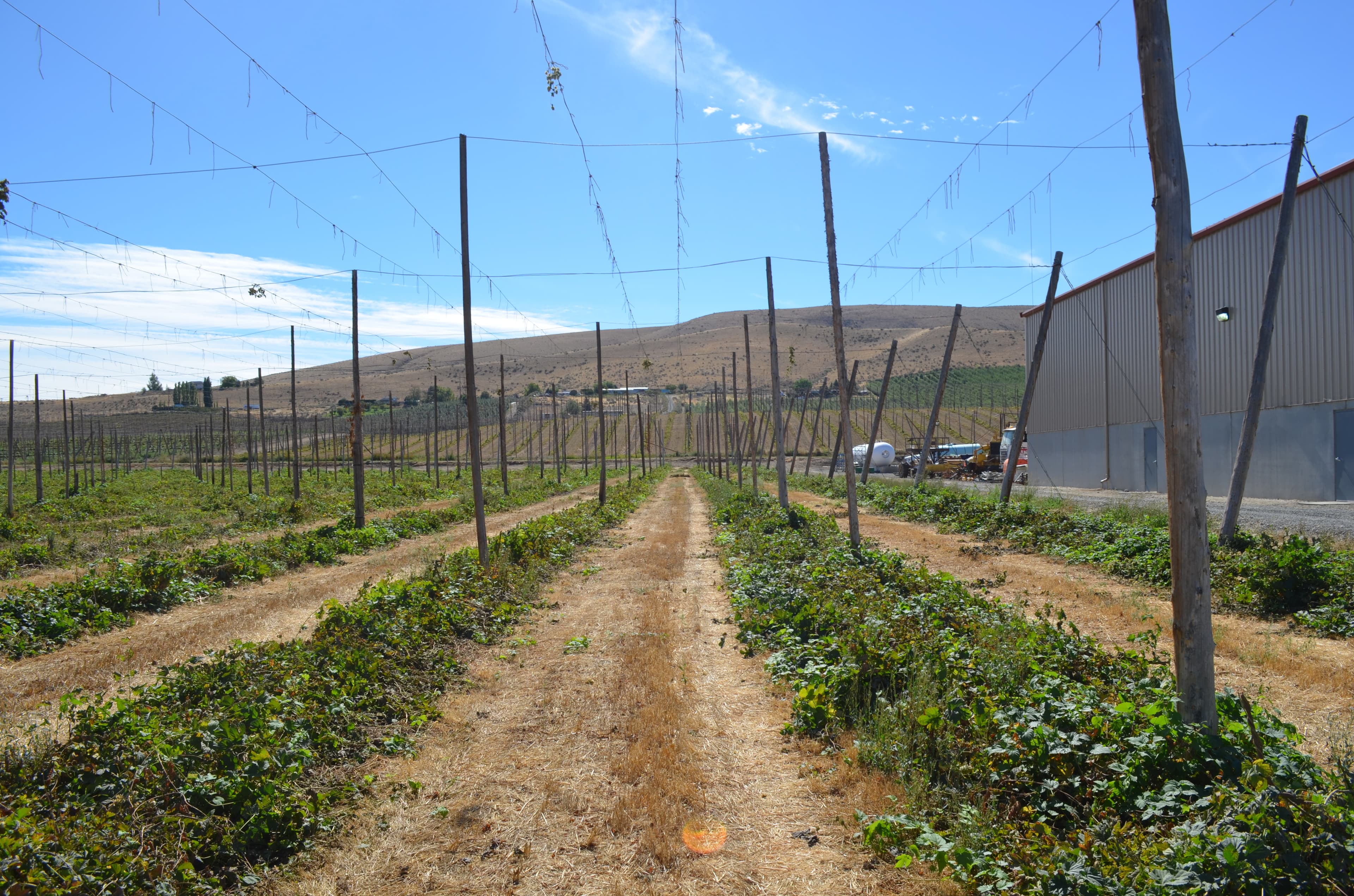 Farmers in Washington's dry Yakima Valley depend heavily on runoff of melting snow in the nearby Cascades mountains. But climate change is putting  that water supply at risk.