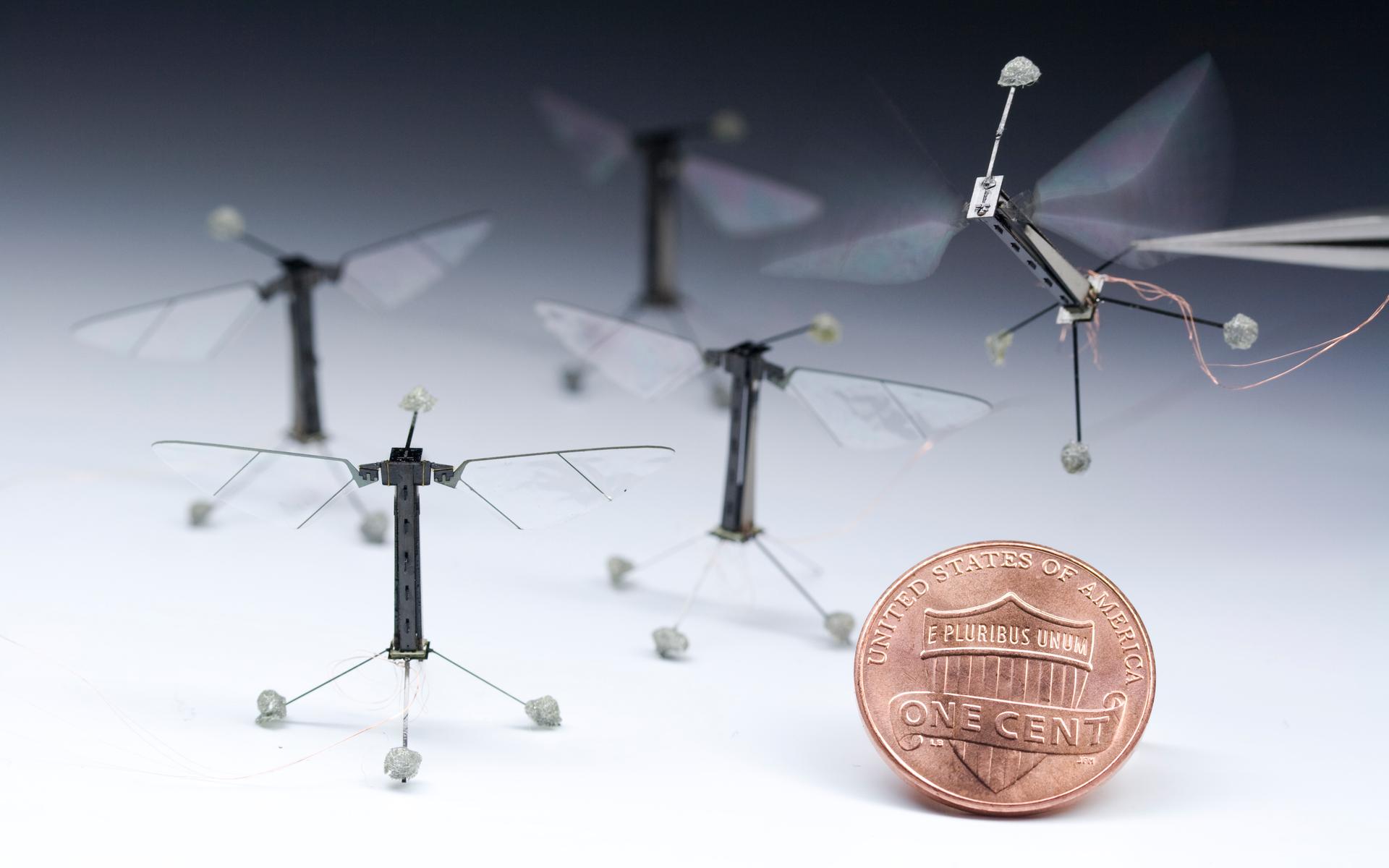 A fleet of RoboBees next to a penny. Credit: Kevin Ma and Pakpong Chirarattananon/Harvard University