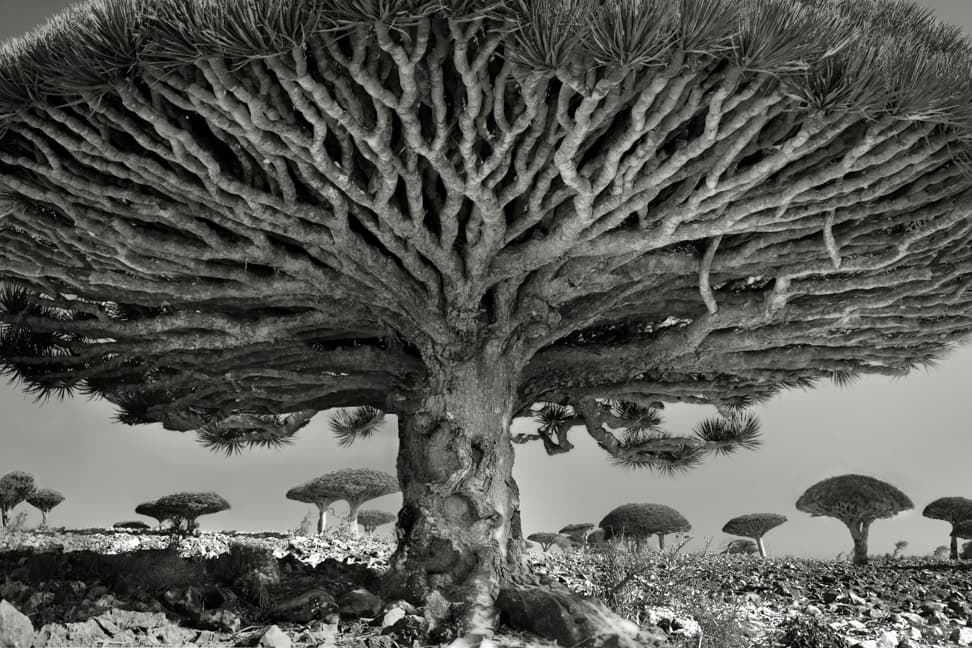Heart of the Dragon in Yemen