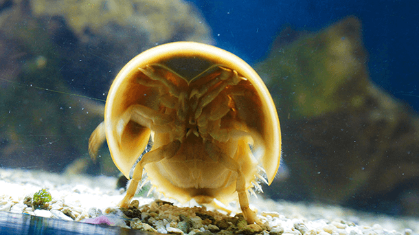 Horseshoe crab underside