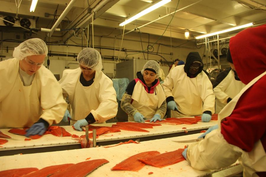 Salmon roll down the line at Copper River Seafoods’ Anchorage processing facility. The company’s goal: deliver wild salmon from Alaskan waters to restaurants and grocers in the continental US within 48 hours.