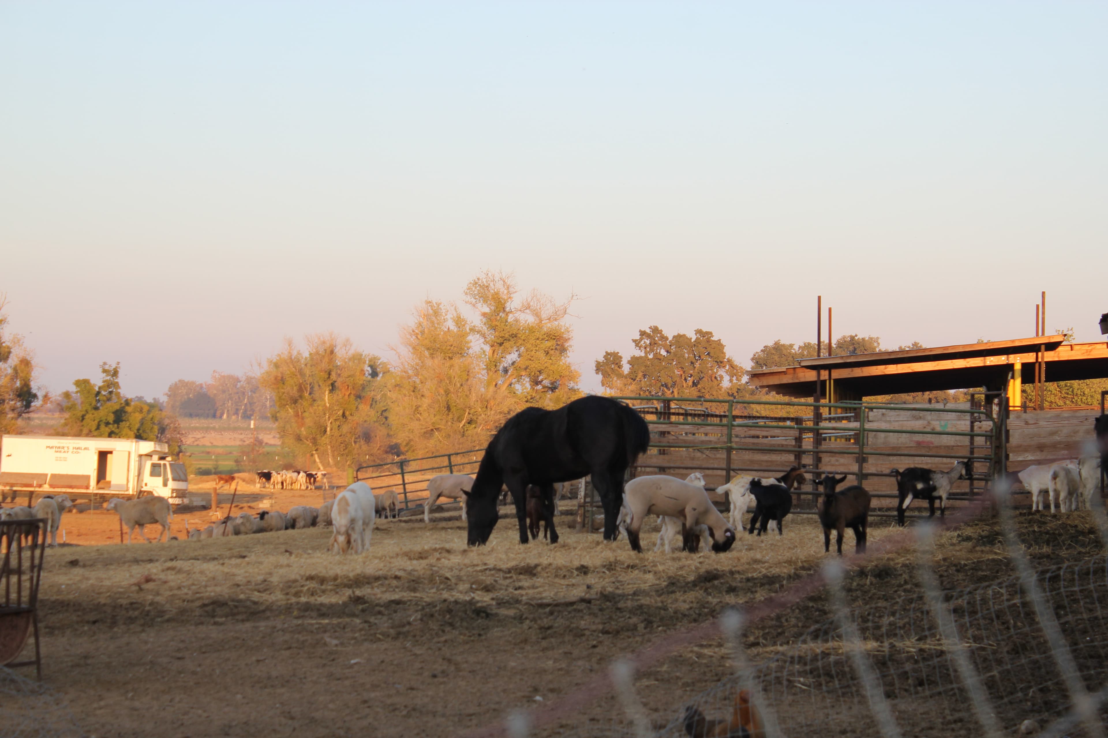 farm