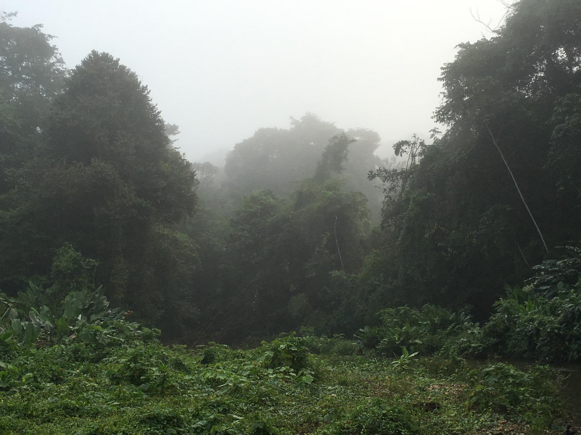 The jungle at dawn, seen from the banks of the unknown river flowing through the valley, 2015.