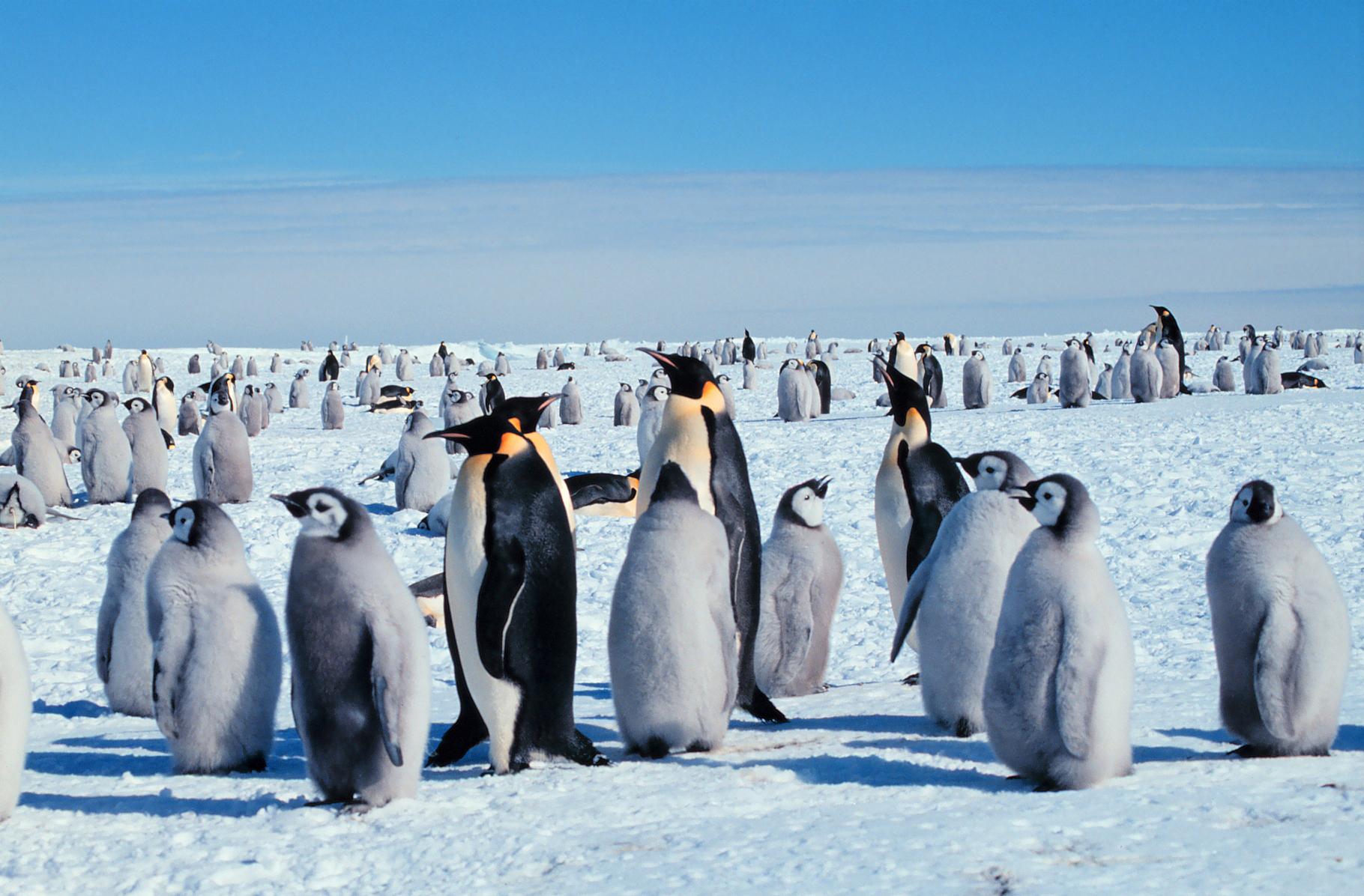 Adults emperor penguins stand with their chicks.