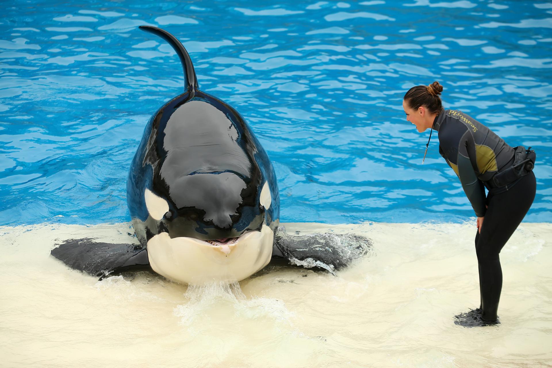 An orca and trainer at SeaWorld in San Diego, May 31, 2017.