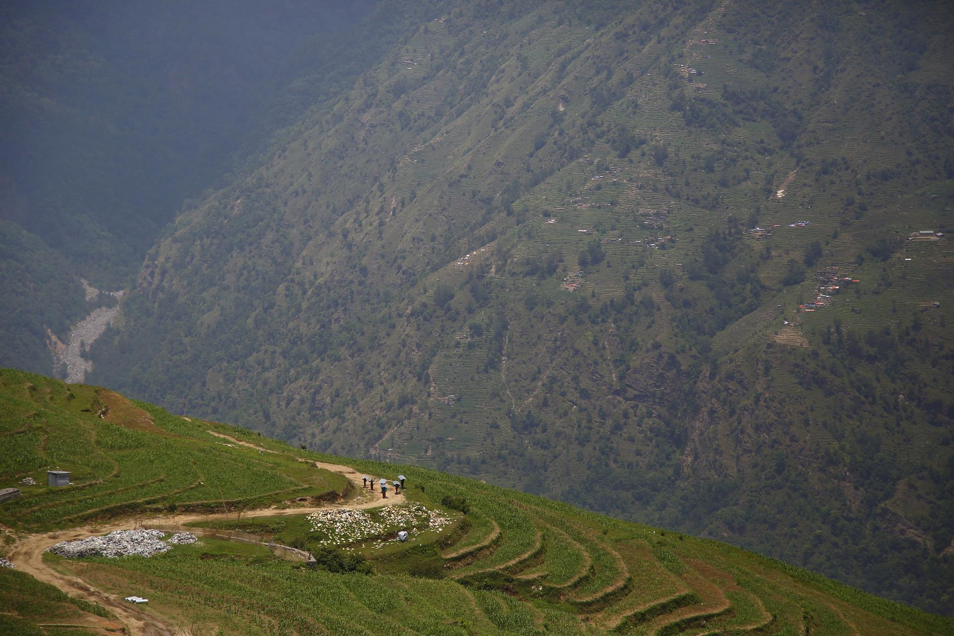 Earthquake victims, carrying tin roofs to rebuild a house, walk along a track near fields at Barpak village at the epicenter of the April 25 earthquake in Gorkha district, Nepal.