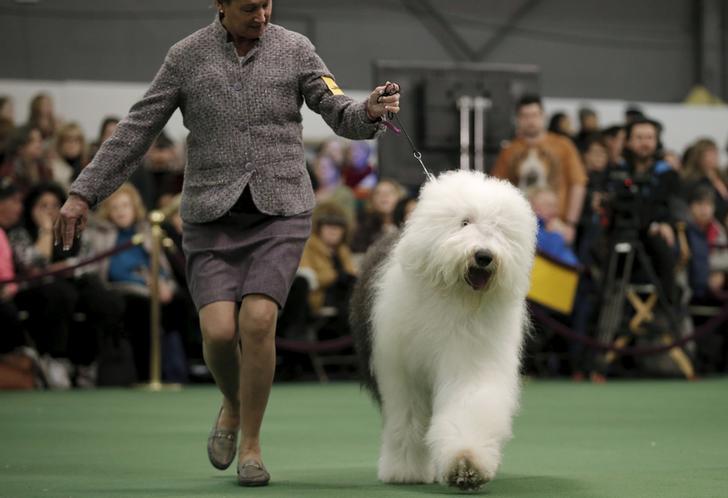 ​A handler runs an Old English sheepdog in the ring during judging at the 2016 Westminster Kennel Club Dog Show in the Manhattan borough of New York City, February 15, 2016.