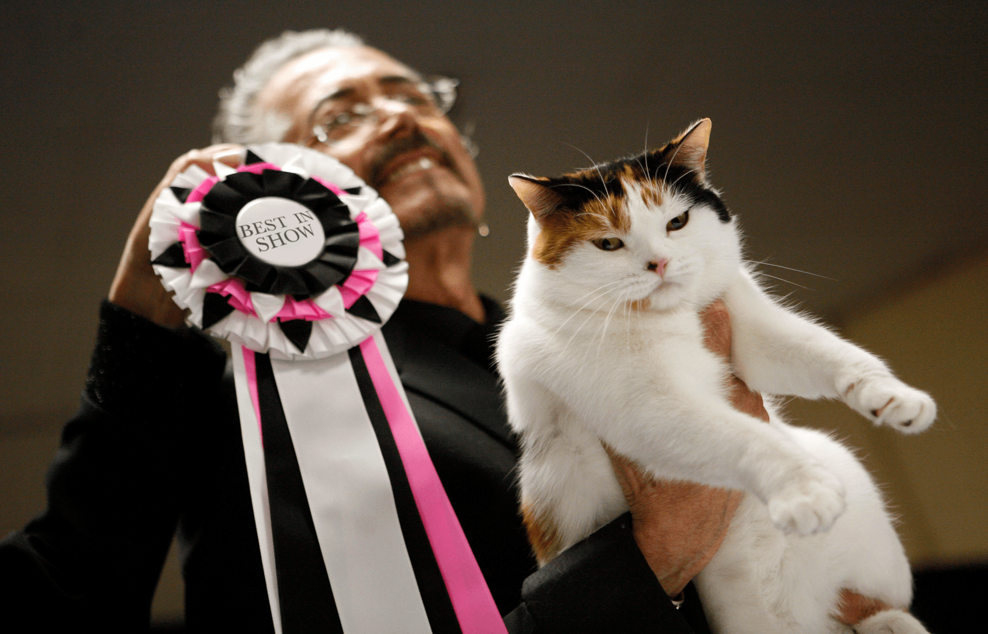 The CFA-Iams Cat Championships at Madison Square Garden.