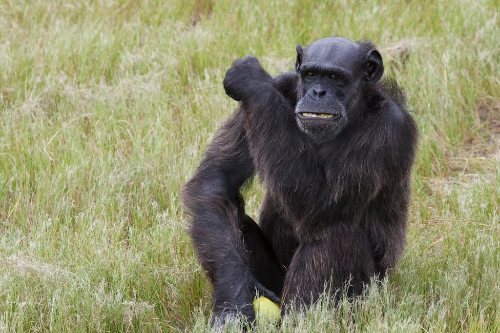 Chimpanzees attack American student Andrew Oberle at South Africa's