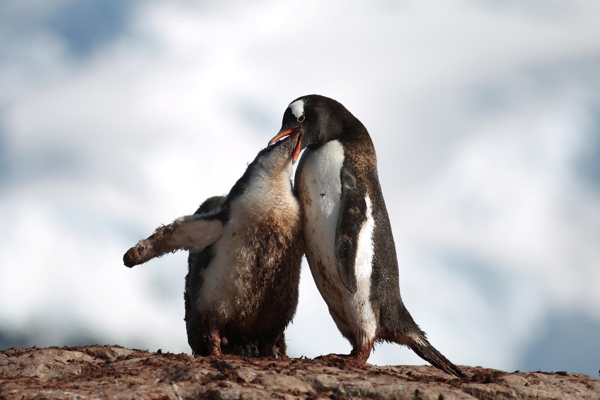 A penguin feeds a young one on Curverville Island, Antarctica