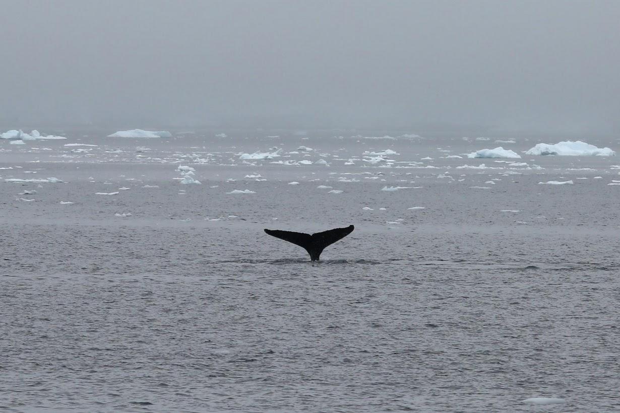 A whale swims in Selvick Cove.