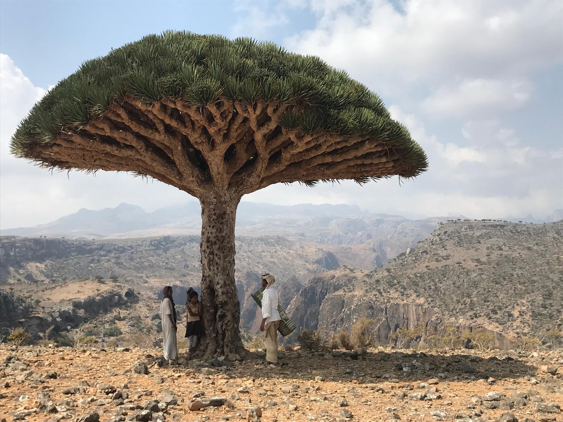 Socotris stand beneath a dragon's blood tree on the Dixum Plateau