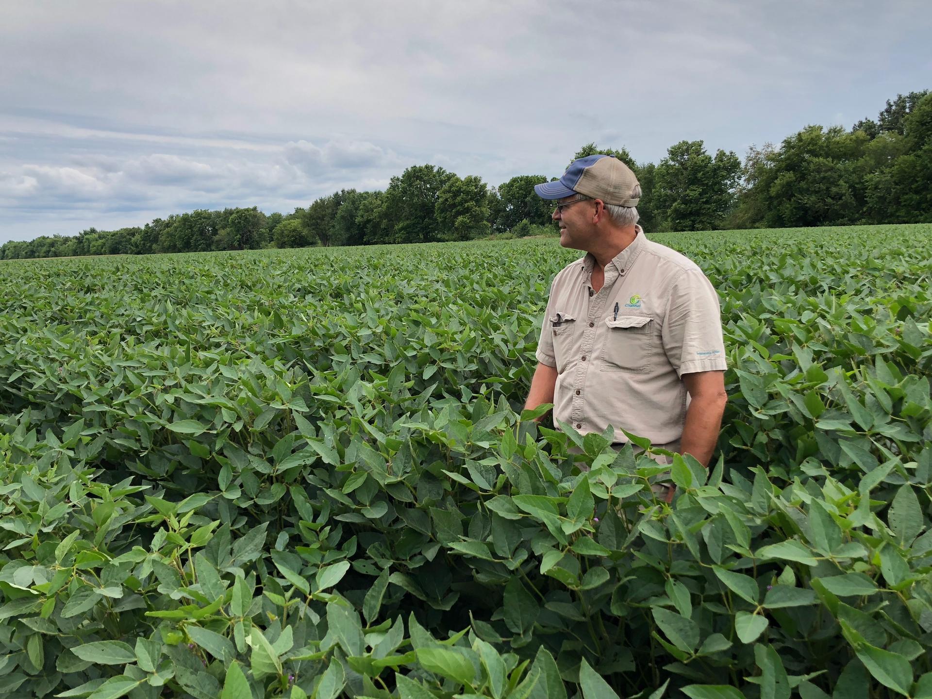 Illinois farmer Mark Reichert stands in his soybean fields. Reichert worries about the long-term impacts of Chinese tariffs, that it could be hard to get Chinese customers back.