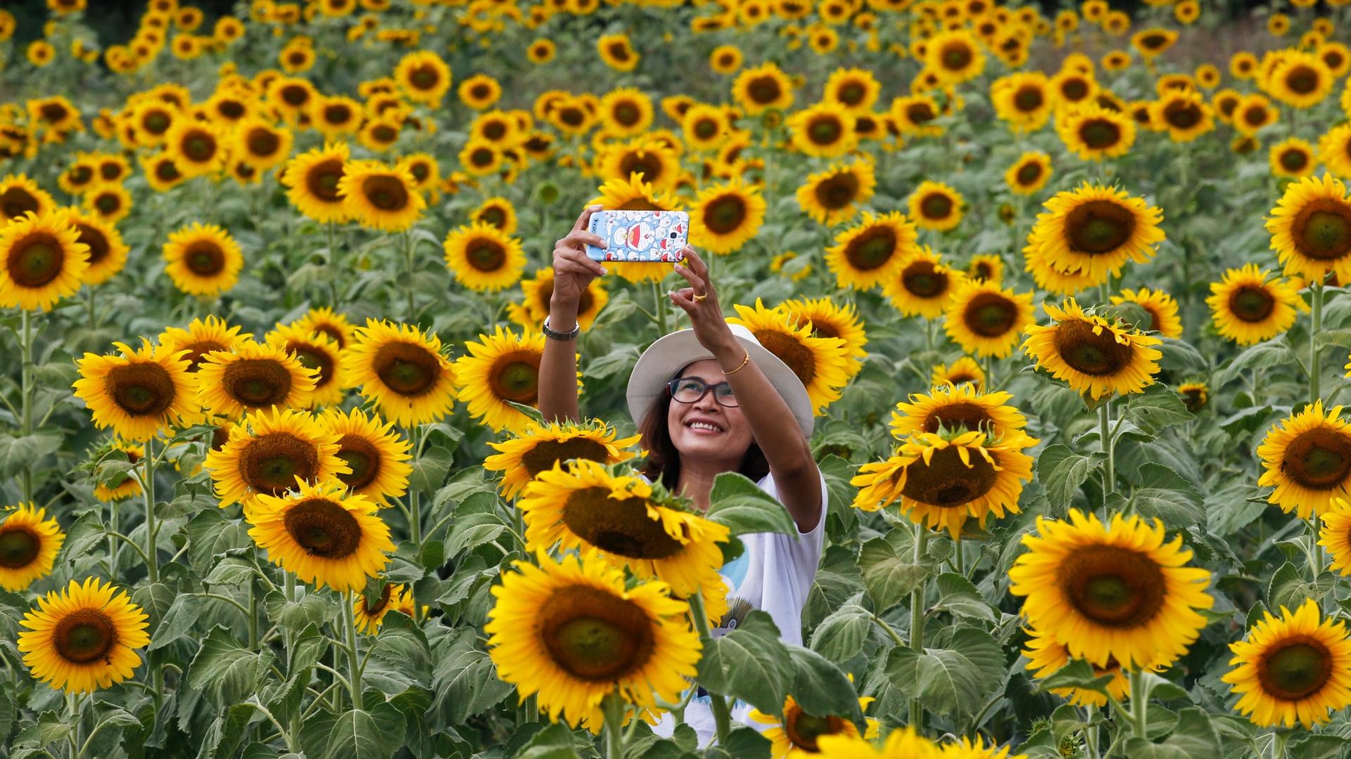 A woman in a white hat takes a selfie at a sunflower field north of Bangkok, Thailand.