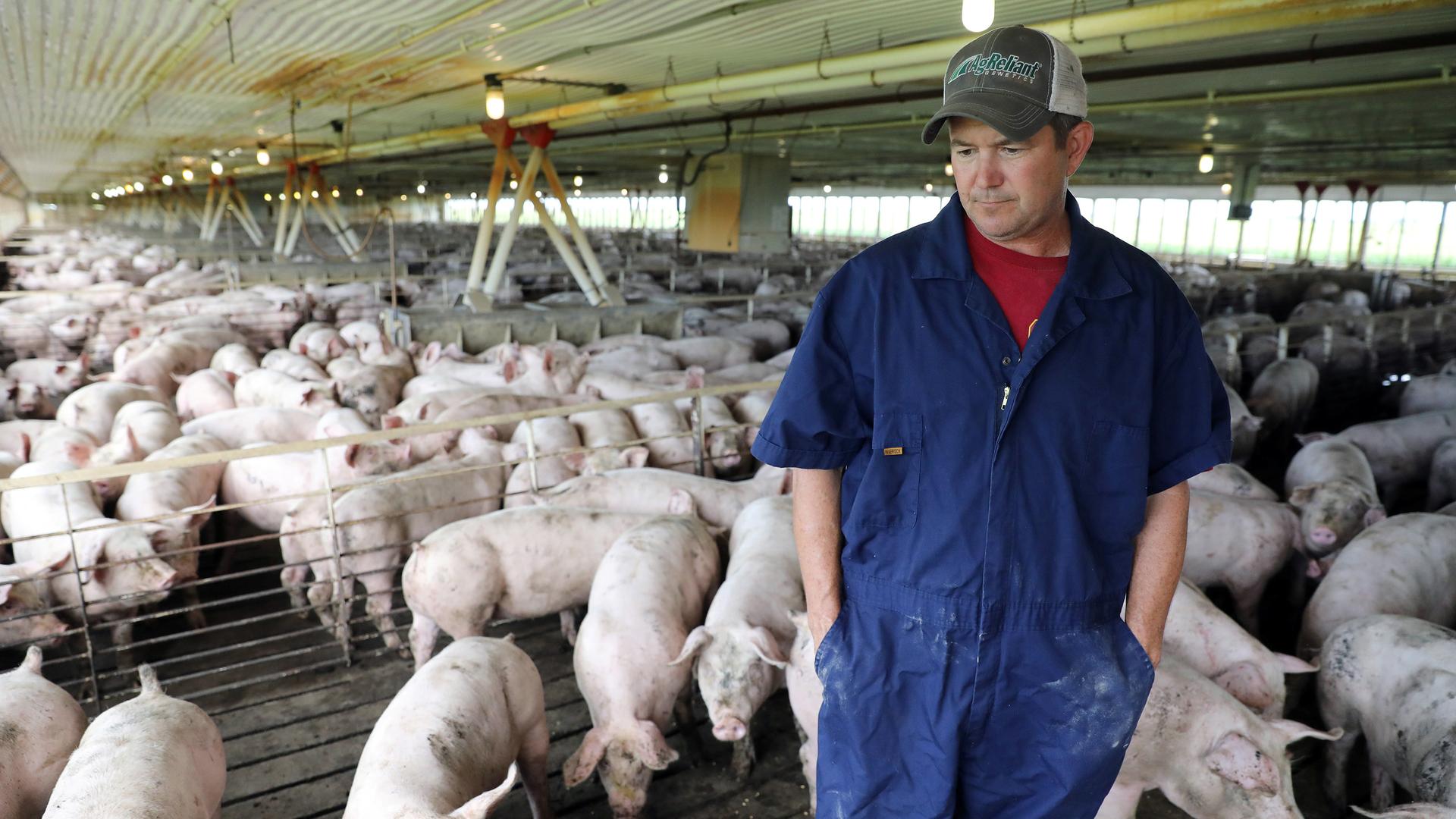 Iowa farmer Bruce Wessling walks through his farm. Iowa is the nation’s leading pork exporting state. China put a 25 percent tariff on imported American pork back in April.