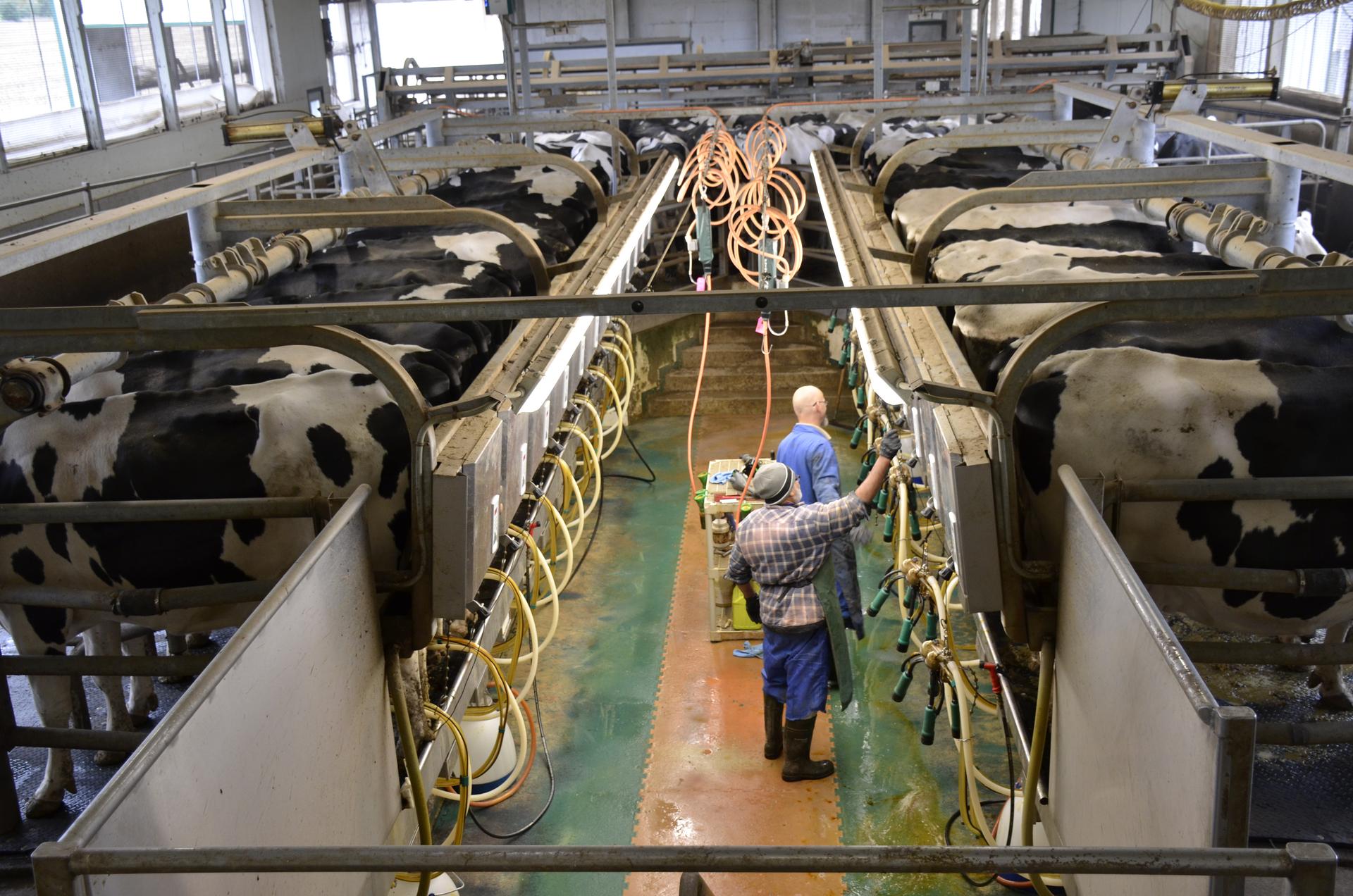 Two dozen cows are milked at Phillip Armstrong’s milk parlor.