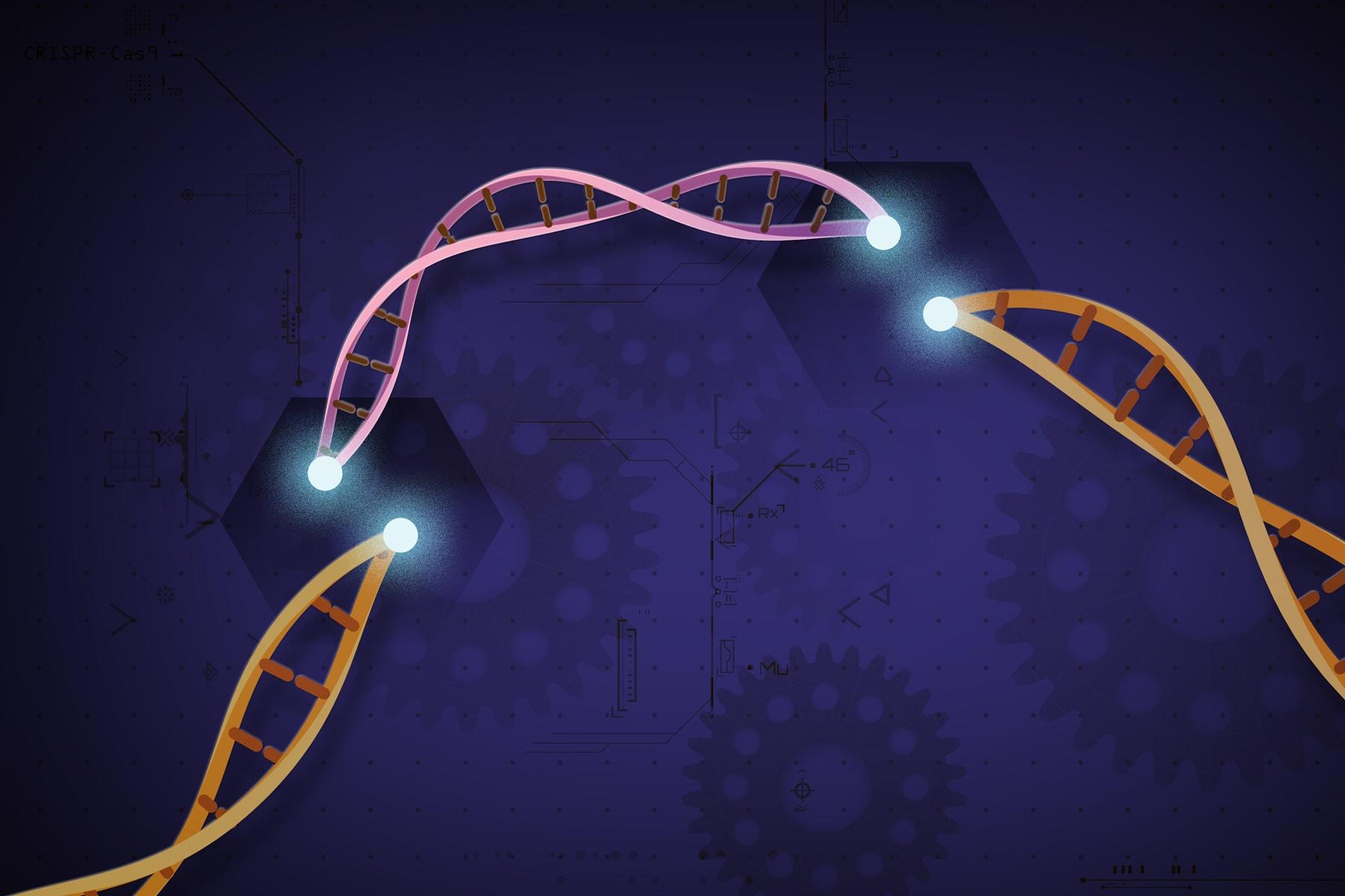 An illustration of small pieces of DNA at precise areas along a DNA strand