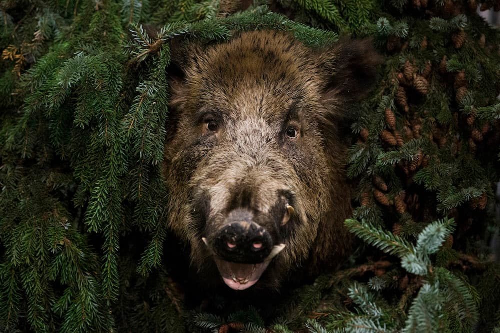Boars