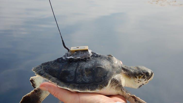 sea turtle with tracking device
