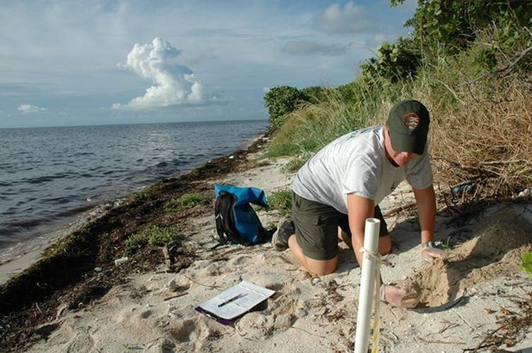 a turtle nest on a beach