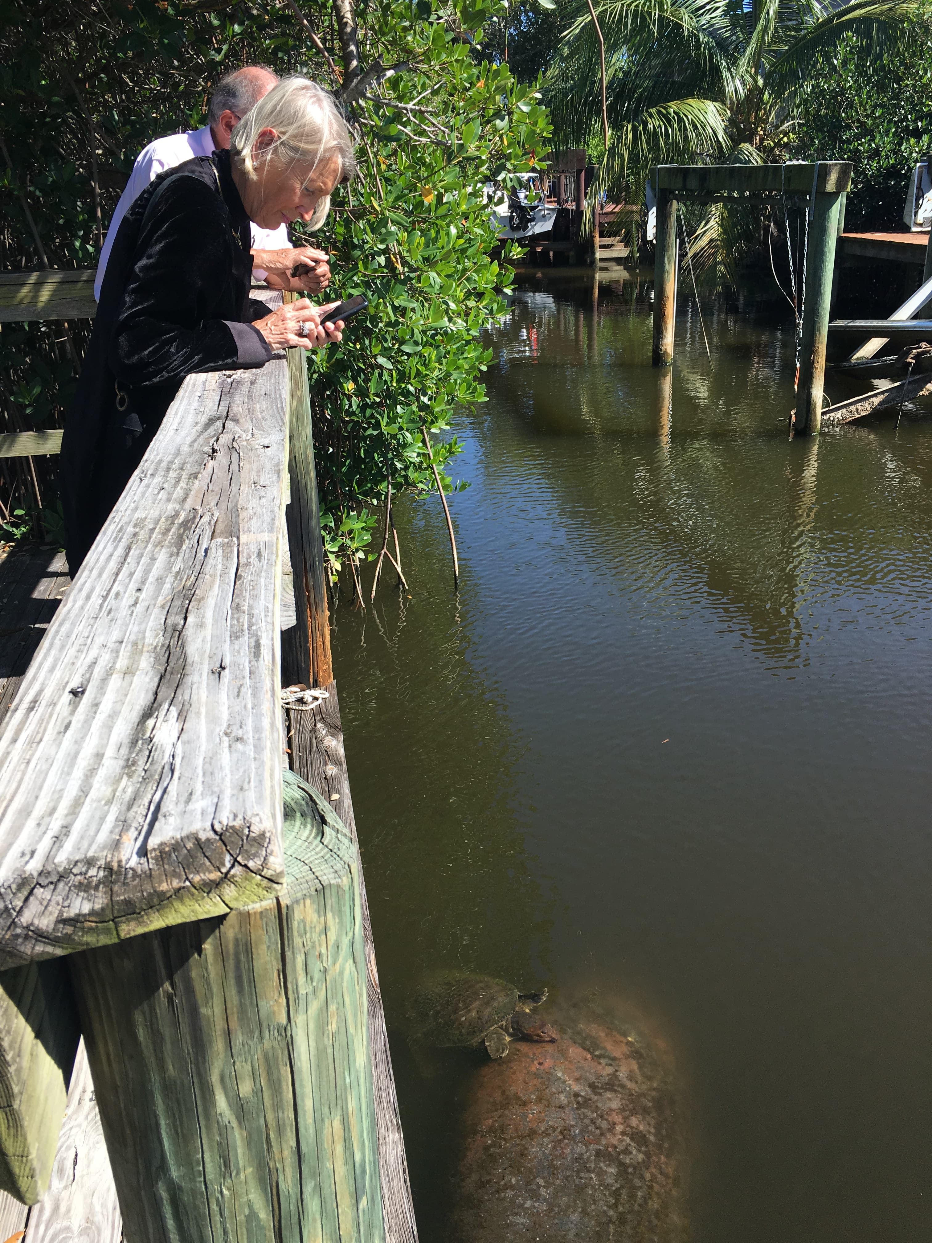 Lynn Bauer and Harold Wanless peer off a boardwalk at a manatee and sea turtle wallowing in a lagoon in Satellite Beach. “What a great place to live,” Wanless says, except