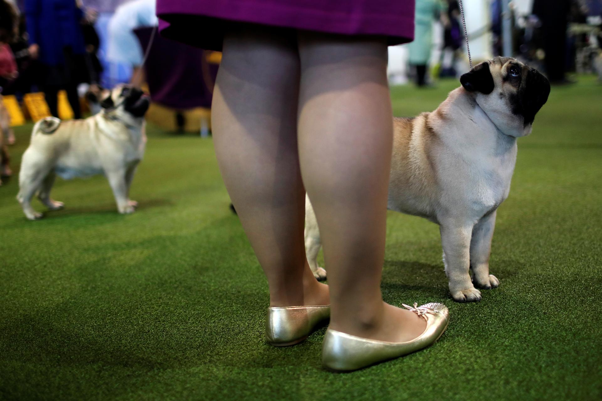 Pugs stand in the ring during competition at the 141st Westminster Kennel Club Dog Show in New York City, Feb. 13, 2017.