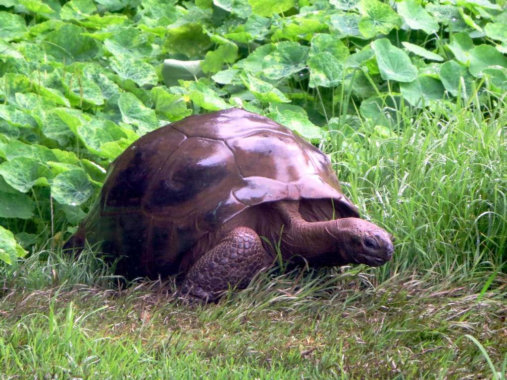 The world's oldest reptile, Jonathan the tortoise, resides on the grounds of Plantation House on St. Helena.