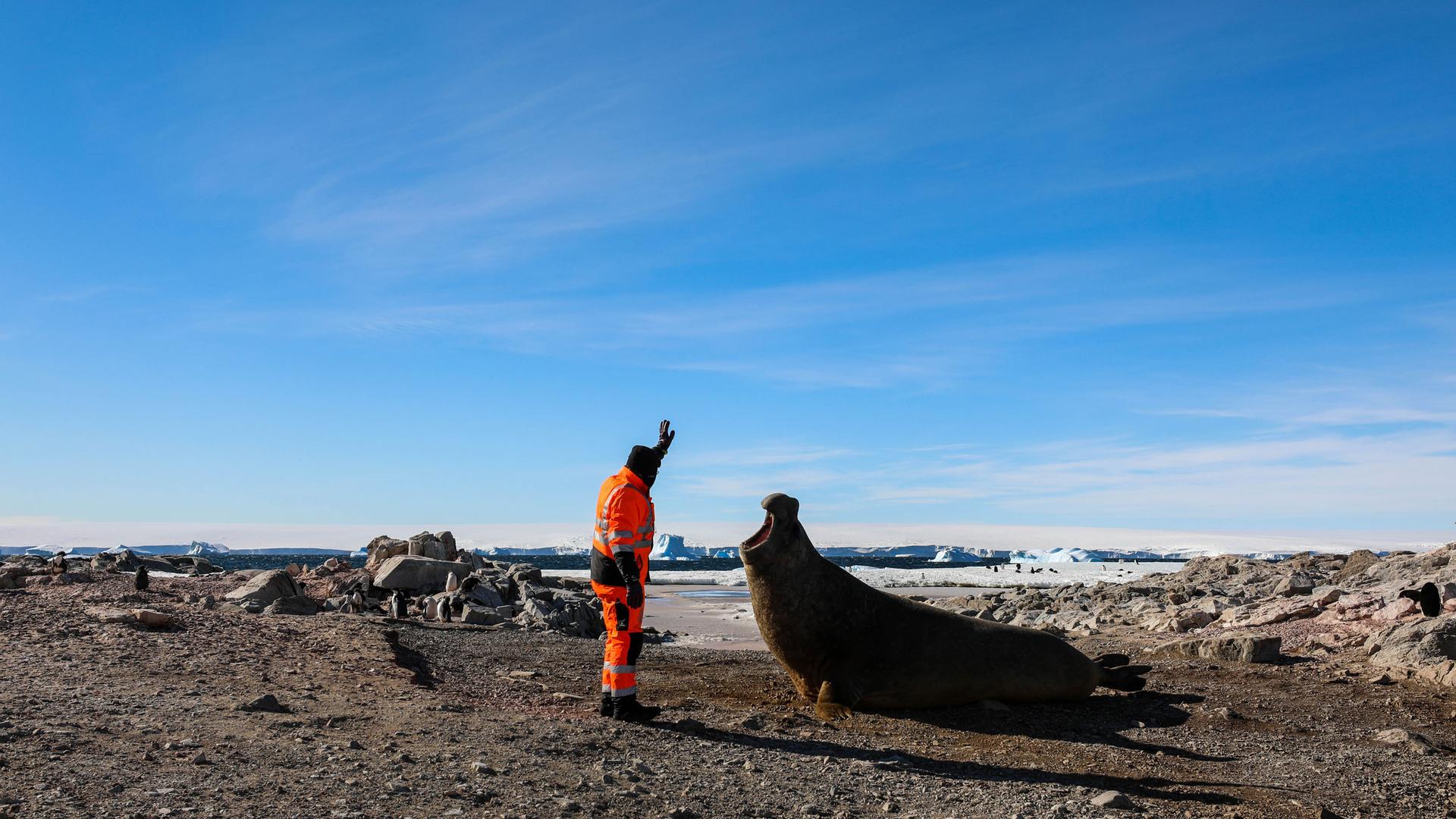 A ma in a bright orange suit holds his left arm in the air as an elephant seal opens its mouth to bellow.