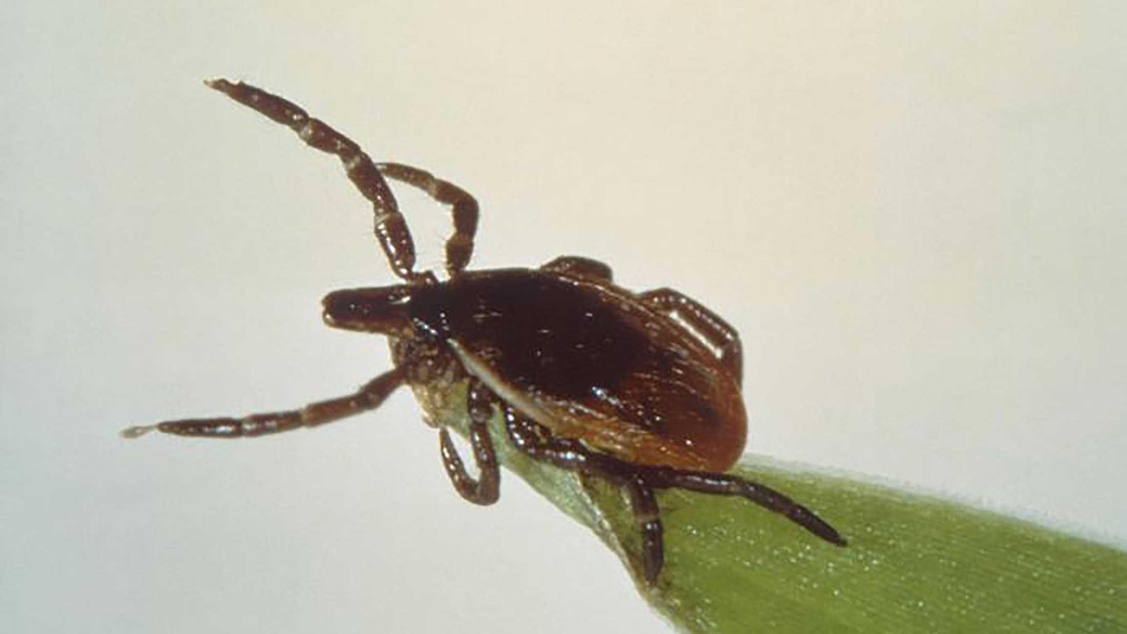 a close-up shot of a deer tick