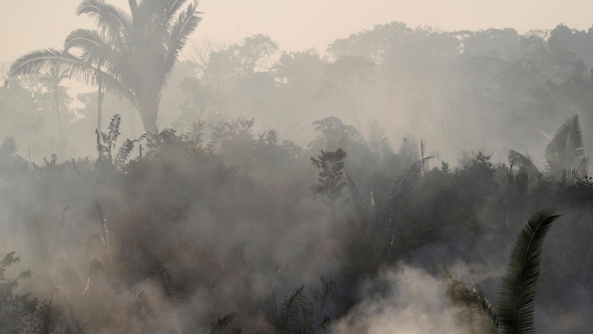 A tree line is shown with smoke all over the photograph.