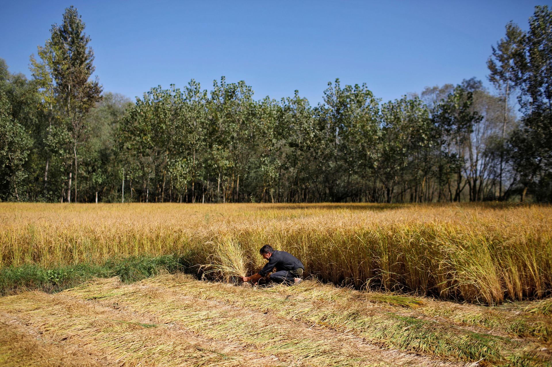 A man is shown kneeling next to a field of golden colored rice paddy.