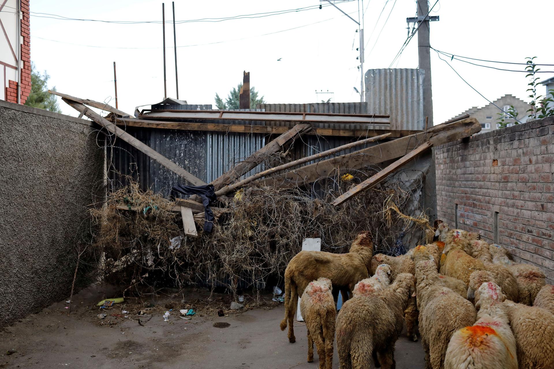 A herd of brown sheep are shown standing at wooden barricade.
