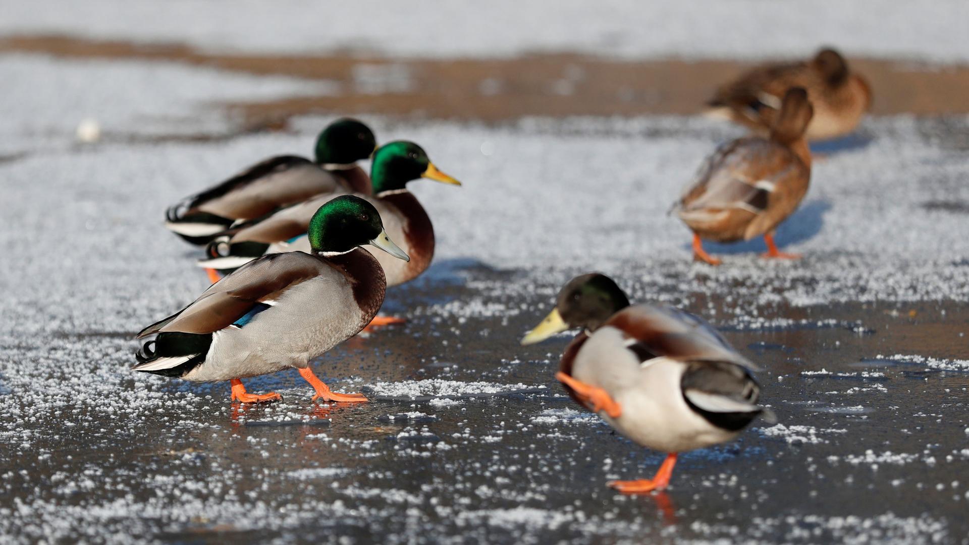 Several male mallard ducks are shown with their green head feathers walking on a frozen surface.