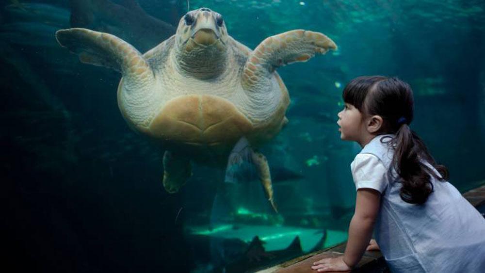 A young girl is shown looking through the glass of an aquarium at a large loggerhead sea turtle.