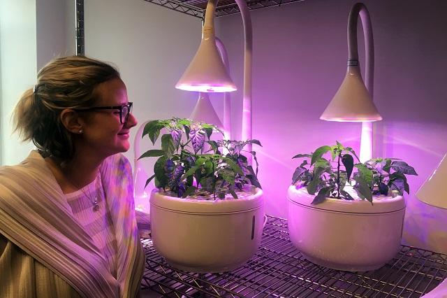 A woman looks at plants